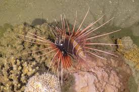Image result for Pterois radiata