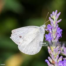 Attēlu rezultāti vaicājumam “Leptidea sinapis”