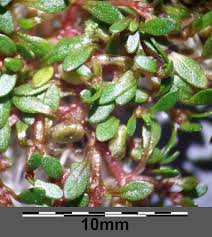 Attēlu rezultāti vaicājumam “Elatine hydropiper”