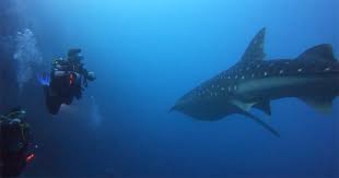 Image result for Ruislip Snorkelling Club