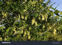 Attēlu rezultāti vaicājumam “Fraxinus pennsylvanica fruit”