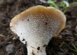 Attēlu rezultāti vaicājumam “Polyporus tubaeformis”