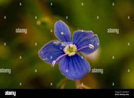 Attēlu rezultāti vaicājumam “Veronica agrestis flower”