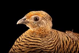 Image result for Chrysolophus amherstiae