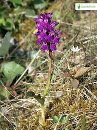 Attēlu rezultāti vaicājumam “Dactylorhiza majalis subsp. baltica bud”