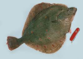 Image result for Pleuronectes platessa