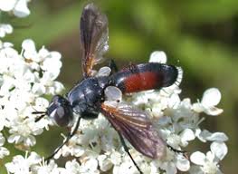 Attēlu rezultāti vaicājumam “Cylindromyia sp.”