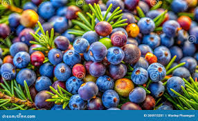 Attēlu rezultāti vaicājumam “Juniperus communis fruit”