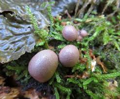 Attēlu rezultāti vaicājumam “Lycogala paraconfusum macro”