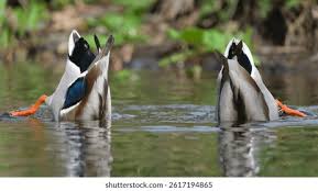 Attēlu rezultāti vaicājumam “Anas platyrhynchos male”