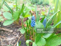 Attēlu rezultāti vaicājumam “Muscari botryoides”