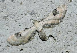 Attēlu rezultāti vaicājumam “Eupithecia centaureata”