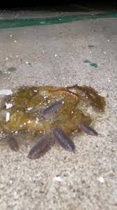 Attēlu rezultāti vaicājumam “Lindbladia tubulina spores”