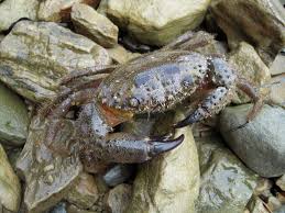 Image result for Eriphia verrucosa