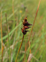 Attēlu rezultāti vaicājumam “Carex dioica male flower”
