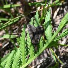 Attēlu rezultāti vaicājumam “Oligia sp.”