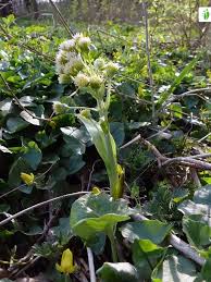 Attēlu rezultāti vaicājumam “Petasites spurius”