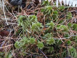 Attēlu rezultāti vaicājumam “Sphagnum wulfianum”