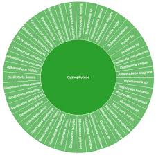 Attēlu rezultāti vaicājumam “Gloeocapsa rupestris”