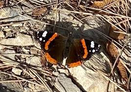 Attēlu rezultāti vaicājumam “Vanessa atalanta upperside”
