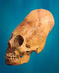 Image result for elongated skulls