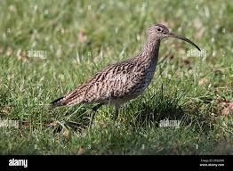 Attēlu rezultāti vaicājumam “Numenius arquata”