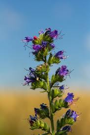 Attēlu rezultāti vaicājumam “Boraginaceae”