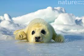 Image result for Pagophilus groenlandicus