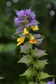Attēlu rezultāti vaicājumam “Melampyrum nemorosum leaf”