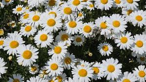 Image result for Chrysanthemum leucanthemum