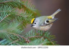 Attēlu rezultāti vaicājumam “Regulus regulus”