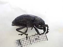 Attēlu rezultāti vaicājumam “Larinus sp.”