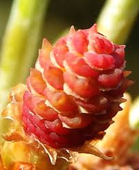 Attēlu rezultāti vaicājumam “Pinus sylvestris female flower”
