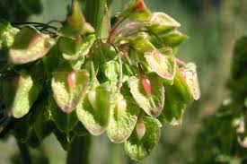 Attēlu rezultāti vaicājumam “Rumex crispus fruit”