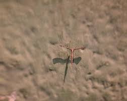 Attēlu rezultāti vaicājumam “Platyptilia gonodactyla”