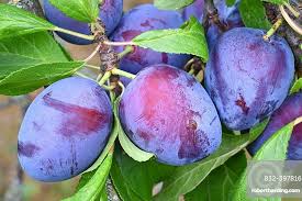 Attēlu rezultāti vaicājumam “Prunus domestica subsp. domestica”