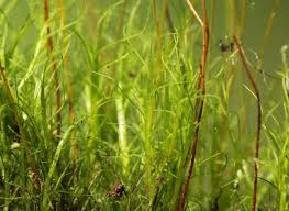 Attēlu rezultāti vaicājumam “Distichium capillaceum”