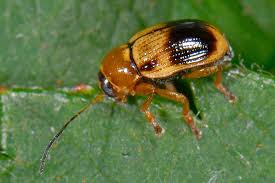 Attēlu rezultāti vaicājumam “Cryptocephalus pusillus”