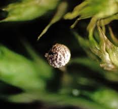 Attēlu rezultāti vaicājumam “Badhamiopsis scripta spores”