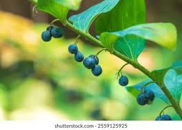 Attēlu rezultāti vaicājumam “Polygonatum multiflorum  fruit”