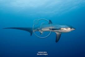 Image result for Alopias pelagicus