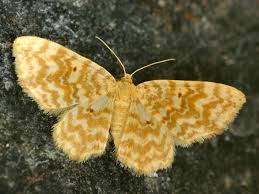 Attēlu rezultāti vaicājumam “Hydrelia flammeolaria”