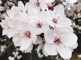 Attēlu rezultāti vaicājumam “Prunus cerasifera”