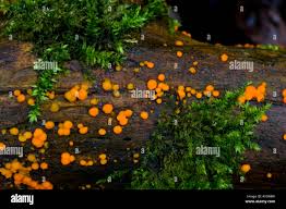 Attēlu rezultāti vaicājumam “Dacrymyces stillatus”