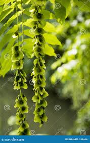 Attēlu rezultāti vaicājumam “Pterocarya fraxinifolia female flower”