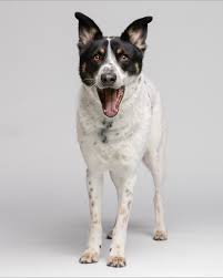 Afbeeldingsresultaat voor honden