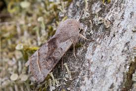 Attēlu rezultāti vaicājumam “Orthosia opima”