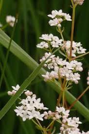 Attēlu rezultāti vaicājumam “Galium elongatum”