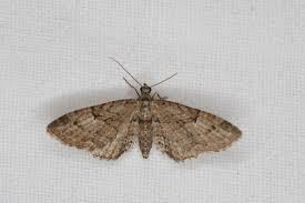 Attēlu rezultāti vaicājumam “Eupithecia pusillata”