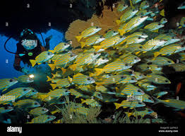 Image result for Scuba Skooling